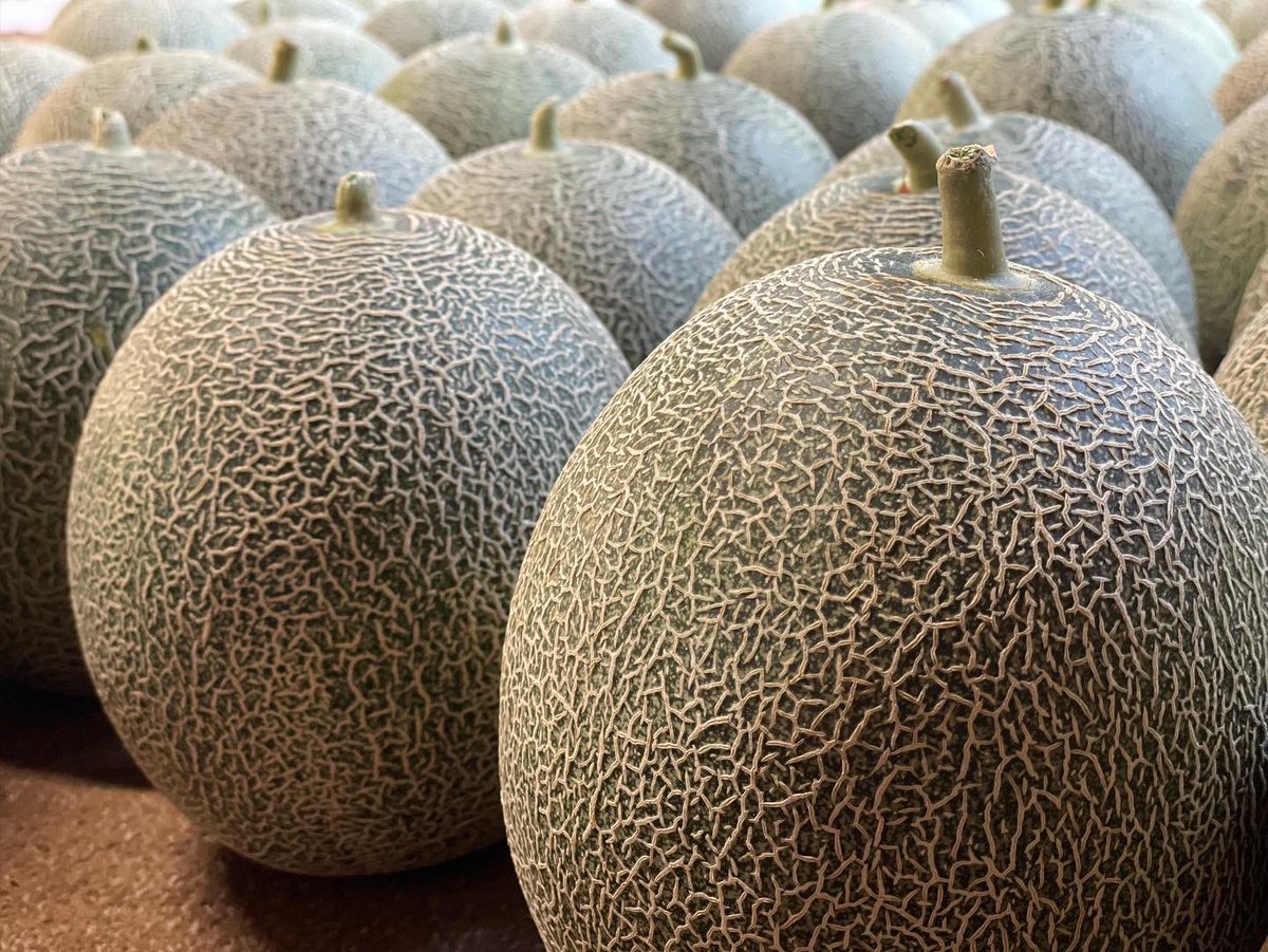 kadan_farm_'s tweet photo. お待たせ致しました🎉
🎁プレゼント企画🎁です🥹

【タカミメロン２玉🍈】を3名の方へプレゼント🎁

⭐︎応募方法⭐︎
1️⃣@kadan_farm_  をフォロー
2️⃣このツイートをRT
 
この機会に当園自慢のメロン🍈味わってみてはいかがでしょう😊
沢山のご応募お待ちしております😆❣️

※締め切り6月12日(日)23:59 https://t.co/r72kpkefEv