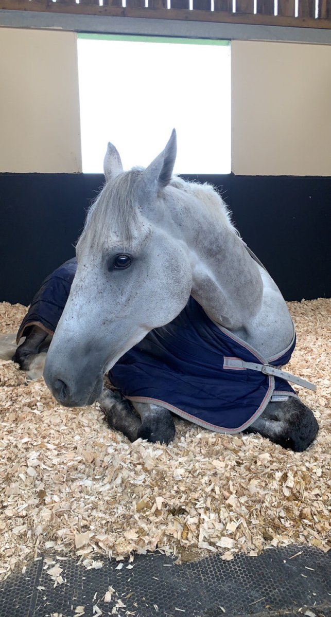 A bittersweet day at <a href="/WorcesterRaces/">Worcester Racecourse</a> yesterday when Coral came 2nd. A cracking run from him and a great ride by <a href="/LiamHarrisonNH/">Liam Harrison</a> to bring him home safe but so game. Coral always gives his everything, he clearly loves to race and jump! Hopefully be a little luckier next time out