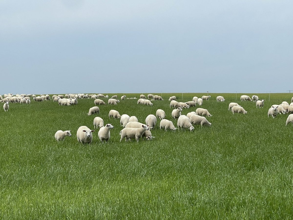 <a href="/BWRunners/">BommelerwaardRunners</a> PW6 Emmen 13:31u, dus -34’ tov schema. Heerlijke etappe door het mooie Drentse land!
