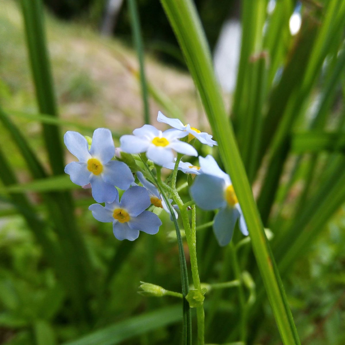 Ваааа, уже вторая половина дня, а я даже не заметила, хихи🤭

Ещё не вечер - вперёд на прогулку, такую возможность пропускать нельзя!!! 
Ты же не против моей компании, м? 🌿