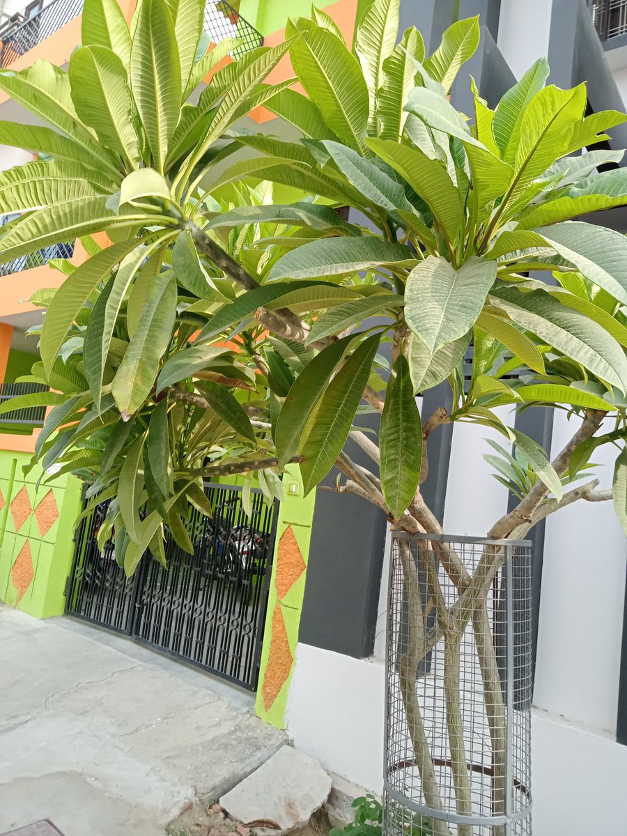 RPYBEO's tweet photo. plant a tree .ensure its https://t.co/tqrOGeZR1R return it makes you survive.
#Happy environment day. https://t.co/iOLdTBW8ll