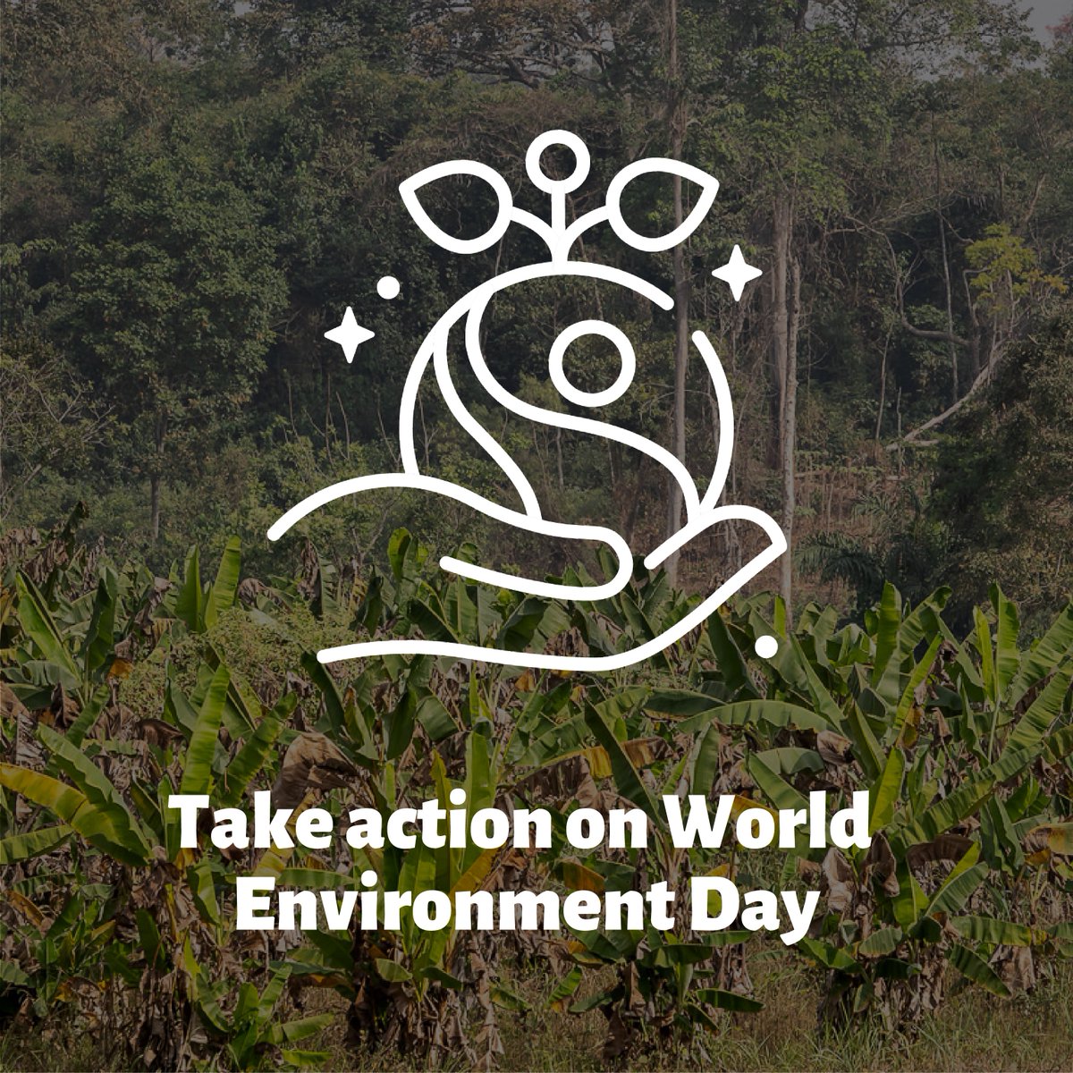 FAIRTRADE's tweet photo. On #WorldEnvironmentDay let’s remember that we have lost 420 million hectares of forest over the past 30 years. But, let's also remember that we can change this. 

🎯Join the crowdfund supporting Fairtrade cocoa farmers plant 180K trees in Ghana.

 https://t.co/PChktsebAu https://t.co/452C2Z3Ccs