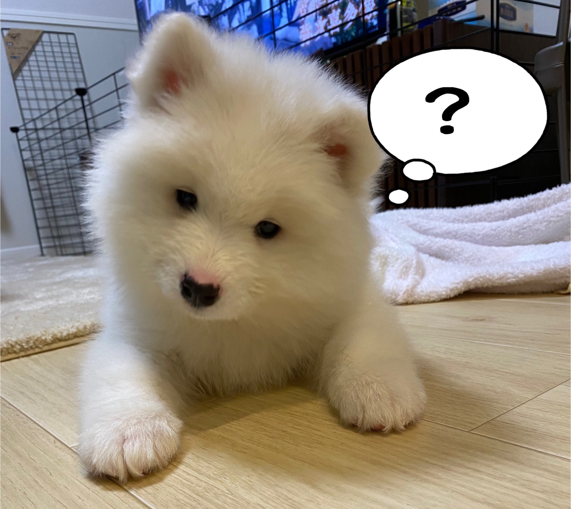 サモエド こはく Amazonのcmで サモエドっぽいのが映ってたけど違うかな よそ見してて一瞬しか見えなかったー サモエド Samoyed 子犬 Puppy Amazon T Co Hj3wwunlkl Twitter