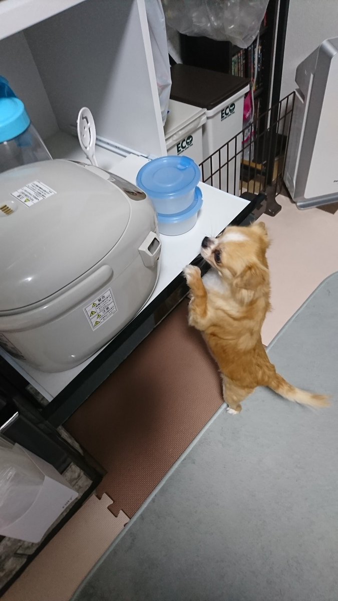 KENz_182's tweet photo. 米泥棒が現れた| ˙꒳​˙)ﾁﾗｯ https://t.co/W4p1ATRBls
