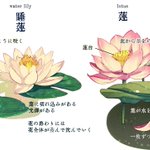 【保存版】意外と知られていない蓮と睡蓮の違いはこれだ‼