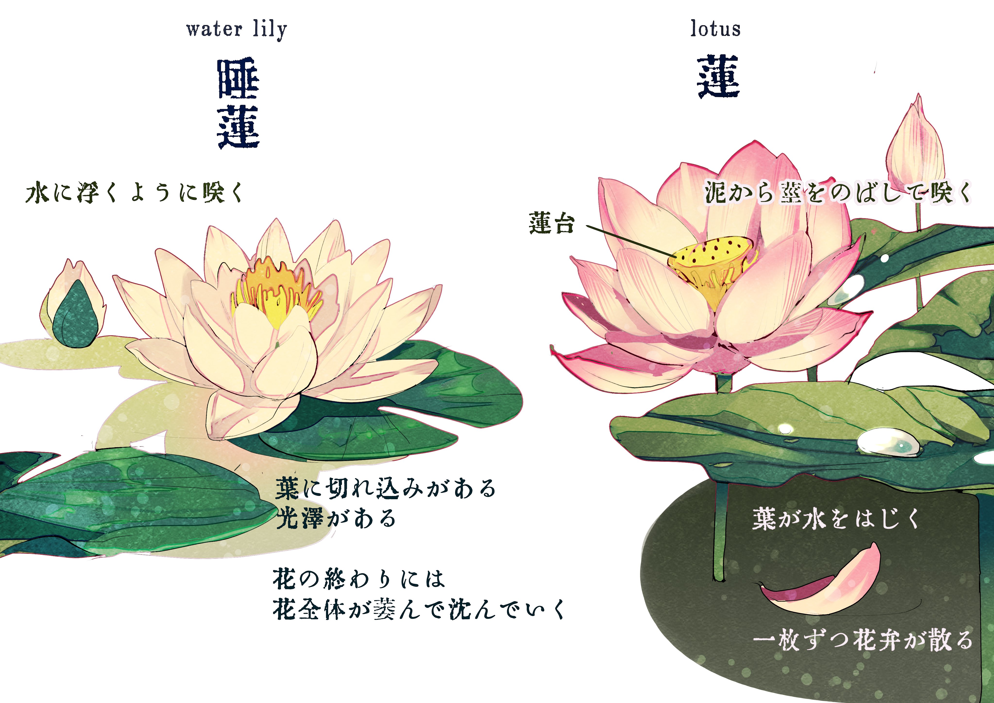 Snc 蓮と睡蓮の違いについてまとめました 蓮の茎は実際は水面から1メートルくらいあるのでひと目でわかりますよ T Co Yzu4r8jq0a Twitter