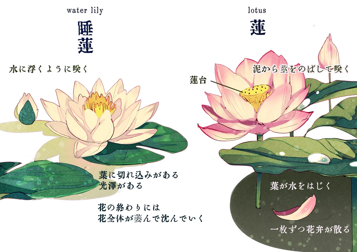 【保存版】意外と知られていない蓮と睡蓮の違いはこれだ‼
