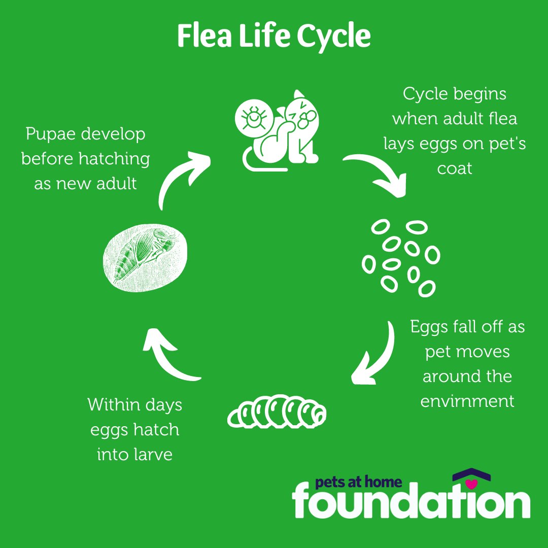 Pets At Home Foundation on Twitter "Did you know that your pets can