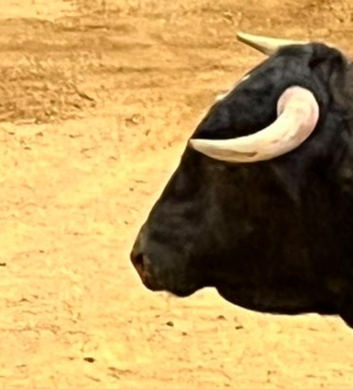 asso_FUTUR's tweet photo. Une fraude déjà oubliée à #Vicfezansac. Un jeune taureau torturé et tué sans cornes.
A quoi bon faire des règlements taurins s'il est autorisé de ne pas les respecter ?
Sans doute à se donner bonne conscience.
#UVTF https://t.co/xHs35rE7Qz