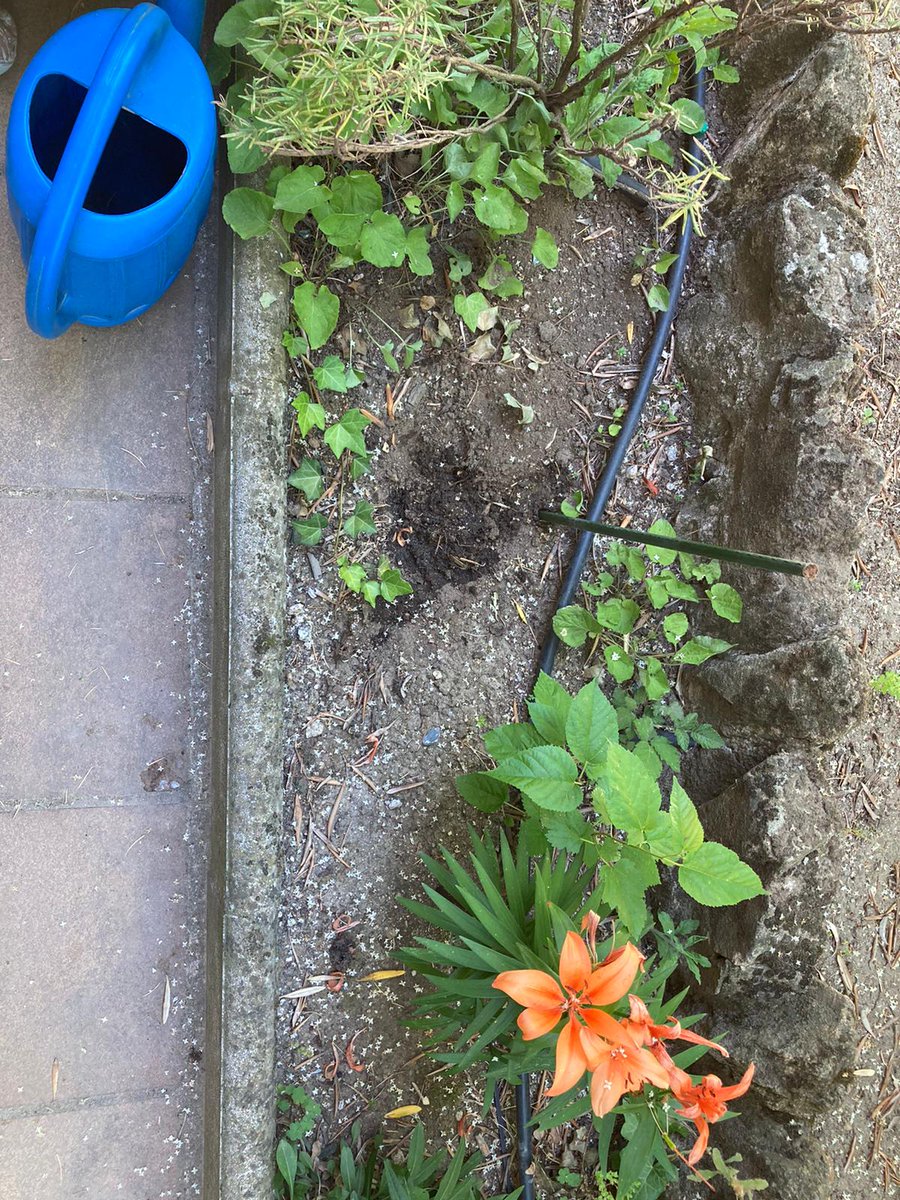 Our family joins the commitment of taking care of the nature on the #environmentday together with <a href="/UnivarSolutions/">Univar Solutions</a> employees in the challenge to seed flowers from a paper seed. Thanks for this initiative!

#togetherwewin #wherepeoplematter