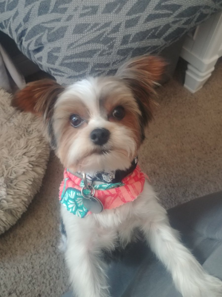 POWMBA's tweet photo. Who's cuter Pixie or Skippy? https://t.co/IauVQ16IBC