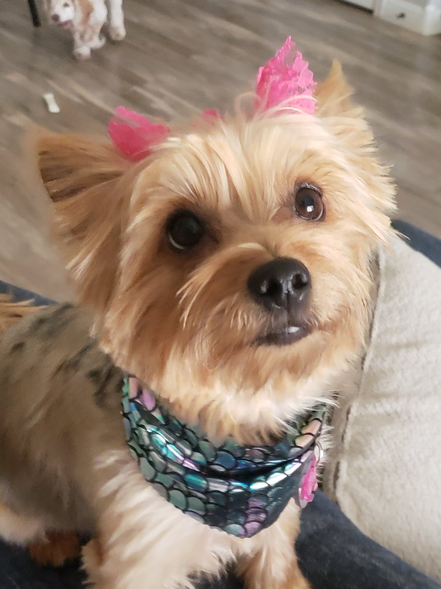 POWMBA's tweet photo. Who's cuter Pixie or Skippy? https://t.co/IauVQ16IBC