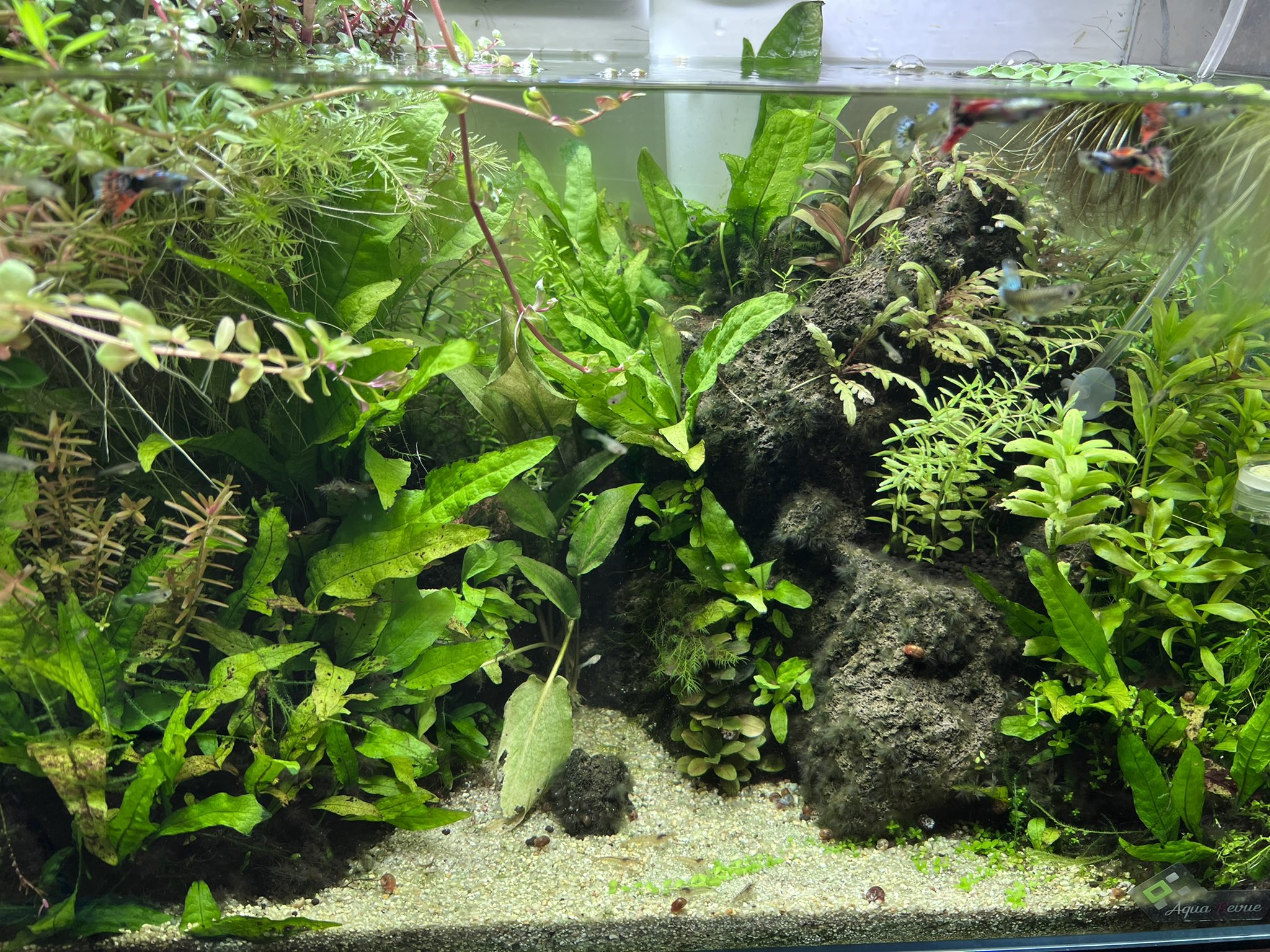 Hiro K グッピー水槽も水換え終了 今日はここまで にしても 稚魚と侘び草の勢いが凄いなぁ アクアリウム グッピー プラチナモザイクダンボグッピー T Co I7z507shoi Twitter