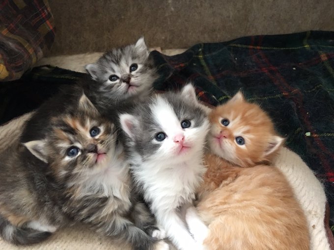 かねだい伊勢原店 総合編 犬 猫 小動物入荷速報 Sale告知など さん がハッシュタグ かねだい をつけたツイート一覧 1 Whotwi グラフィカルtwitter分析