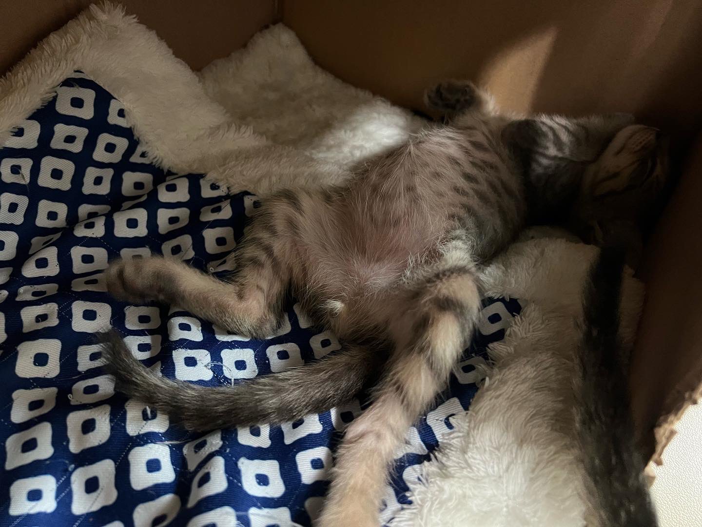 猫まる茶屋 お客様から猫達に差し入れを頂きました 毎日頂いたご飯をたらふく食べてお腹ﾊﾟﾝﾊﾟﾝで幸せそうにひっくり返って寝てます ありがとうございました 沖縄 那覇 国際通り 猫 カフェ 猫カフェ 沖縄猫カフェ 猫まる茶屋 保護猫 里親