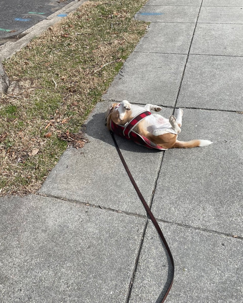 For a variety of reasons, the #beagle is typically well known within his neighbourhood. #beaglefacts 

📷 <a href="/bernal50/">Henry, the beagle 🐞</a> / Twitter