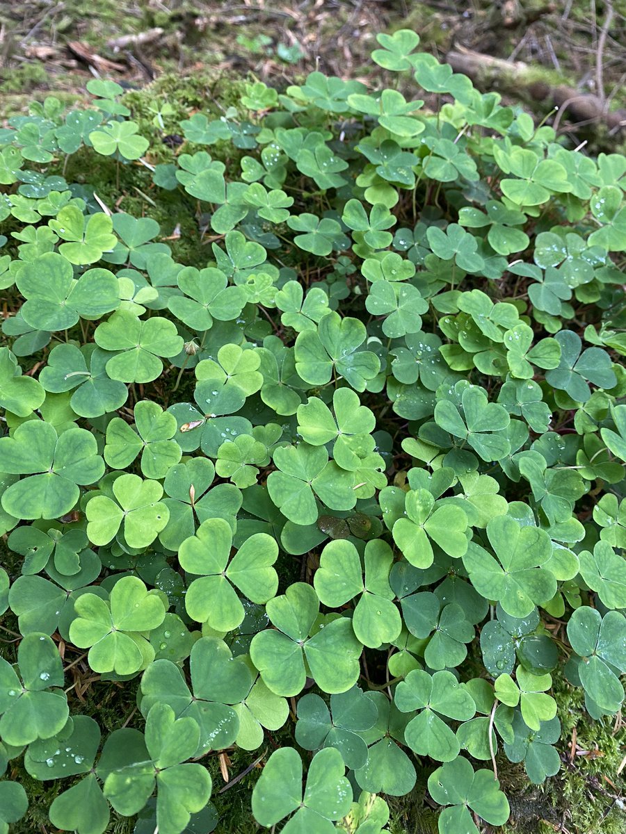 Wood sorrel growing from a stump in north #devon . Amazing what grows when the light is let in. #NaturePhotography #nature <a href="/NDevonBiosphere/">North Devon Biosphere</a> <a href="/PledgeforNature/">Pledge for Nature</a>