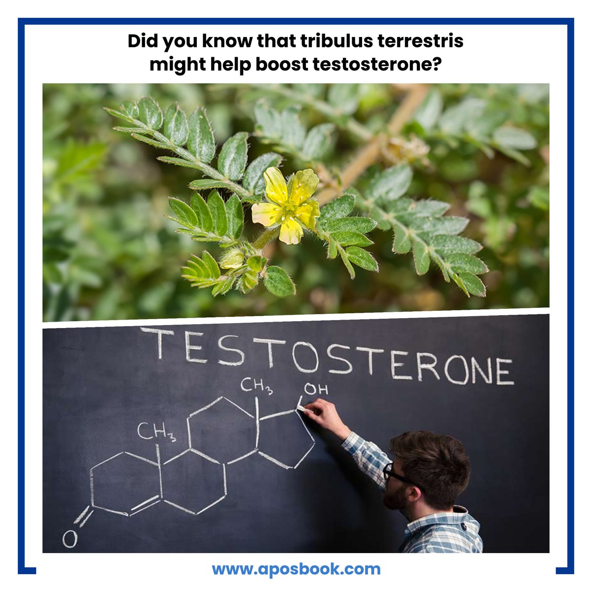 Apos_Book's tweet image. Learn everything about tribulus terrestris for boosting testosterone:
aposbook.com/condition-natu…

Read the latest research and listen to different health experts.
#aposbook #tribulusterrestris #testosterone #naturalsolution #naturalmedicine #naturalcure #naturaltreatment #natural