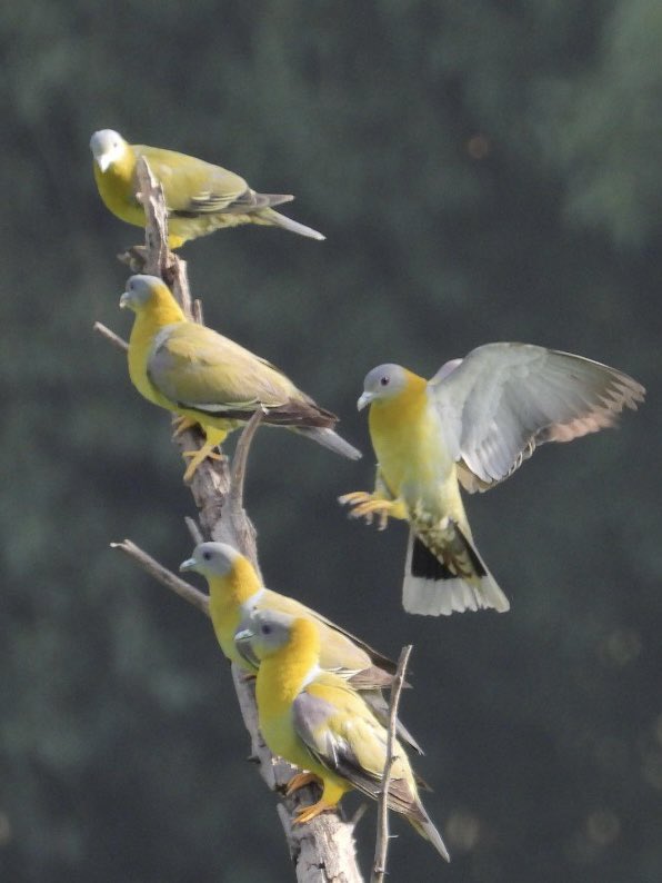 offtomoon's tweet photo. Celebrating #WorldEnvironmentDay with a few Yellow Footed Green Pigeons

#Indiaves @IndiAves @OrnithophileI 

Shot on a brand new @NikonIndia #CoolpixP1000 #GreatCamera https://t.co/T3LsbW9jpq