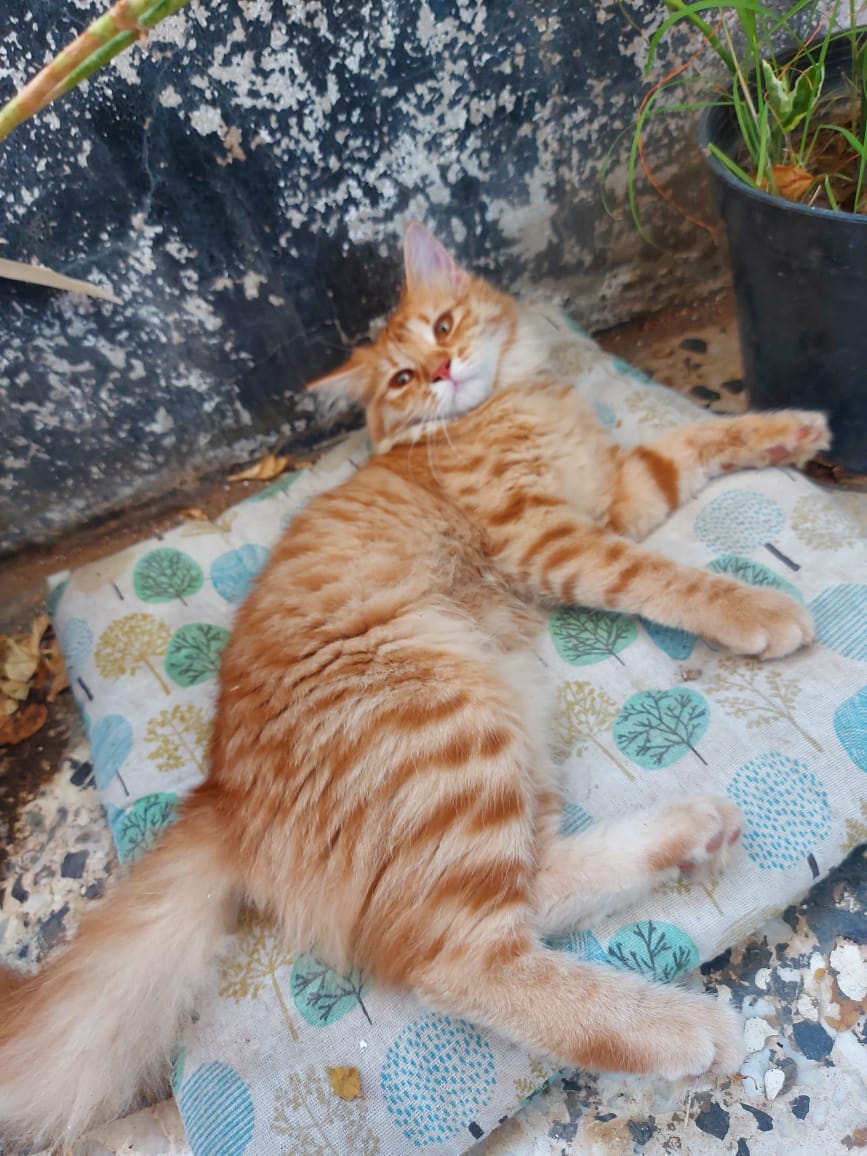 Yousef Farid tweet media