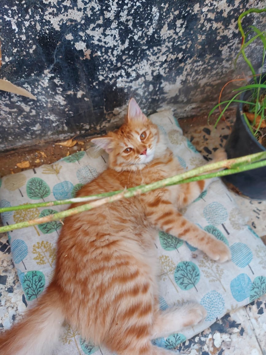 Yousef Farid tweet media