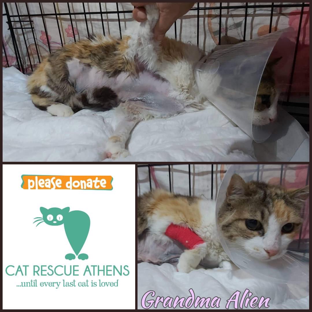 CatRescueAthens's tweet photo. Ενημέρωση για τη γιαγιά Άλιεν / Update for Grandma Alien CR0856 #alien_cra #cra_cr0856
⚠️Η ΓΙΑΓΙΆ ΆΛΙΕΝ /Χειρουργείο μαστεκτομής
⚠️ GRANDMA ALIEN / mastectomy surgery
👉 Χρειαζόμαστε βοήθεια με τα ιατρικά έξοδα!
Συνολικό κοστος : 384,00€
#cat_rescue_athens
#catsfromgreece https://t.co/csO3j99UIw