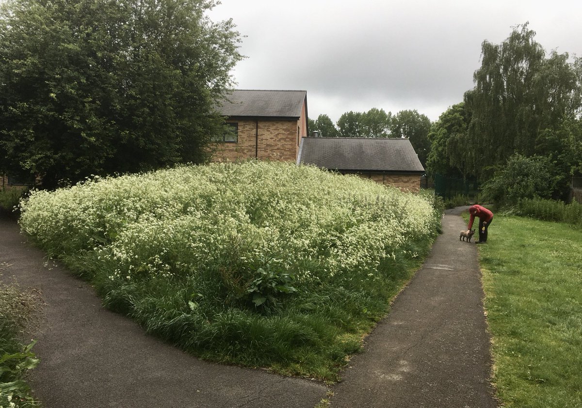 Dawn wrote to the council and got them to stop mowing flat this magnificent hillock of cow parsley - isn’t she great?! #cowparsley #Derbyshire