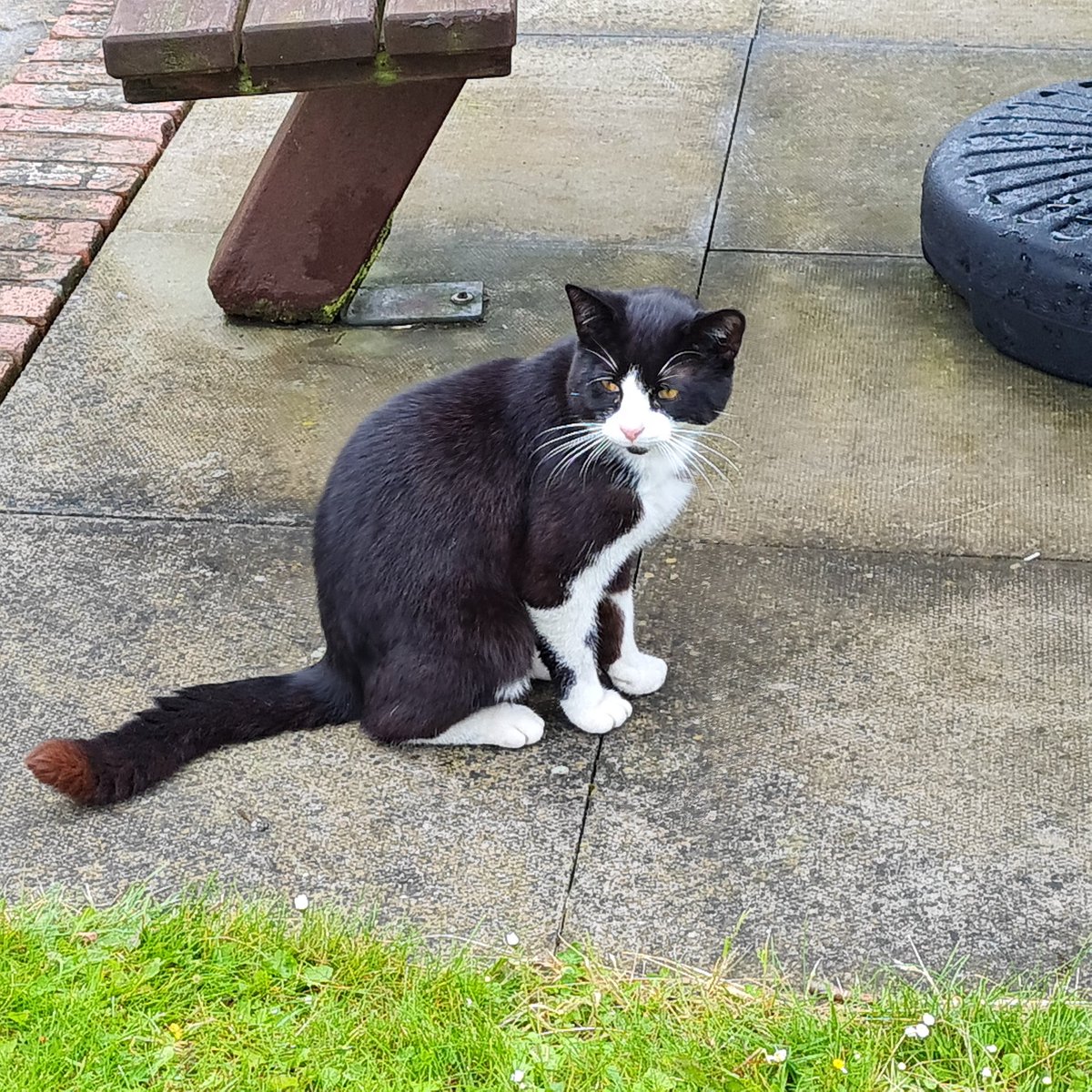 Jasperj30Mel's tweet image. Heatherton Village, Derbyshire. 
Has anyone lost this gorgeous cat ??