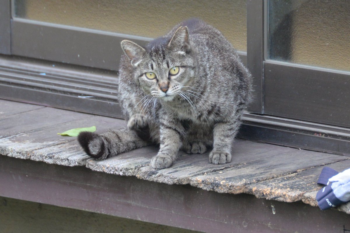 え 迷信 猫に効果がない猫ペットボトル Cureco Beta