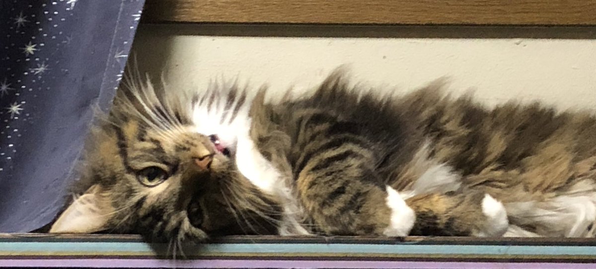 el_main_P's tweet photo. おやすみなのだ。いいユメみろよ。

#メインクーン
#おやすみなさい 
#いい夢みろよ
#猫のいる生活 https://t.co/ojSBUFnUzo