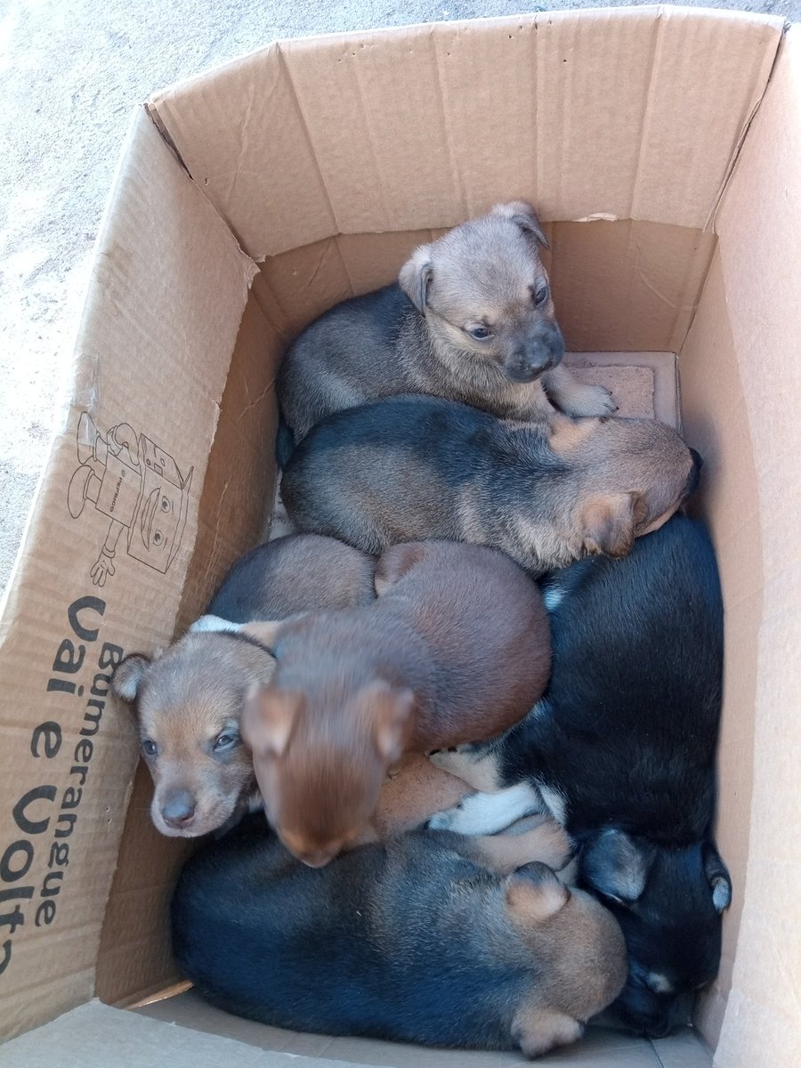 Abandonaram esses filhotes aqui perto da minha casa são quatro machos e duas fêmeas . Eu não tenho condições de ficar com eles , me ajudem conseguir lares para eles . Moro em Itanhaém, mas até SP consigo levar