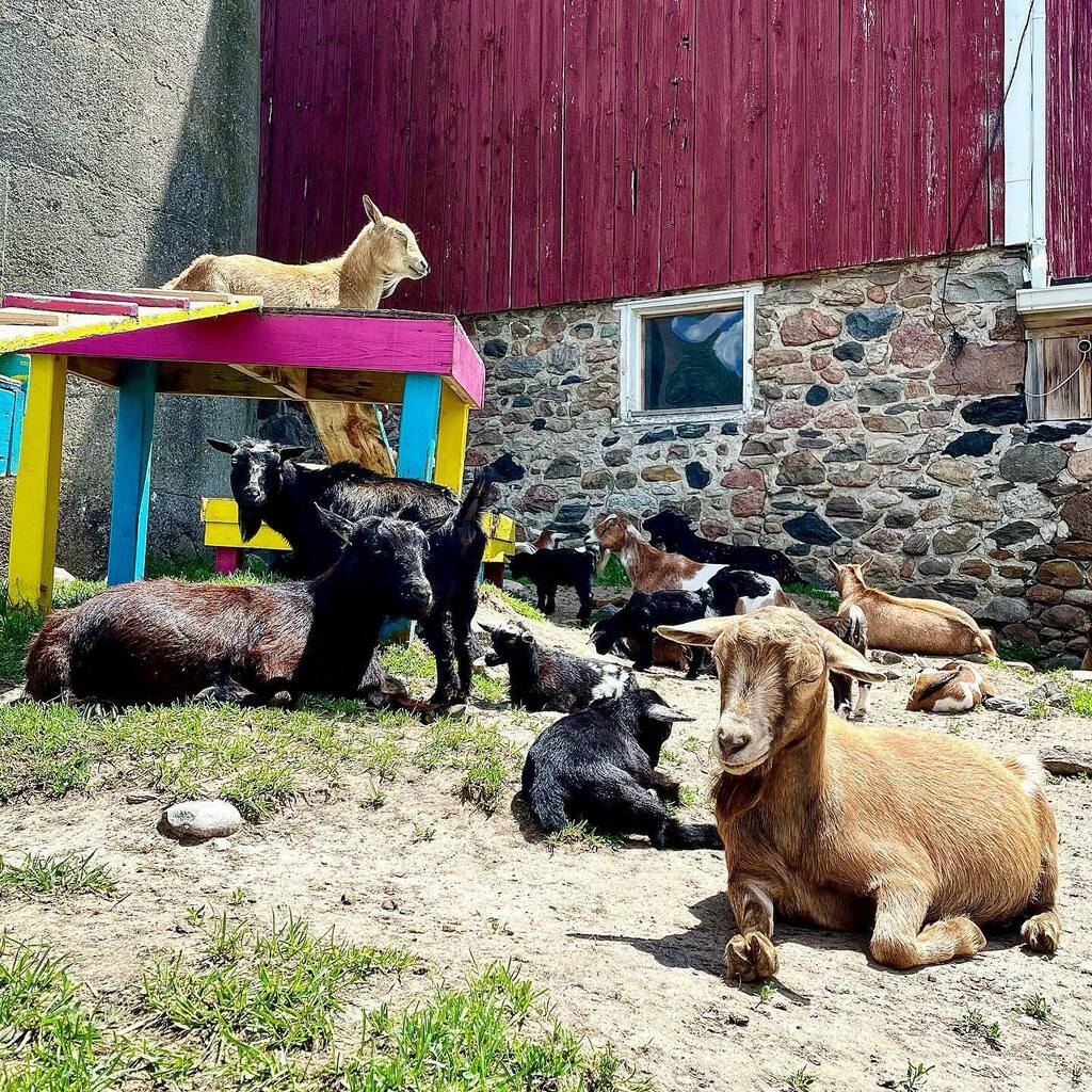 HauteGoat's tweet photo. Sunday vibes at Haute Goat!
☀️🐐😎
#goats #goatsofinstagram #veryrelaxed #hautegoatfarm https://t.co/1nVIn2CKfN https://t.co/Yavj88dUDZ