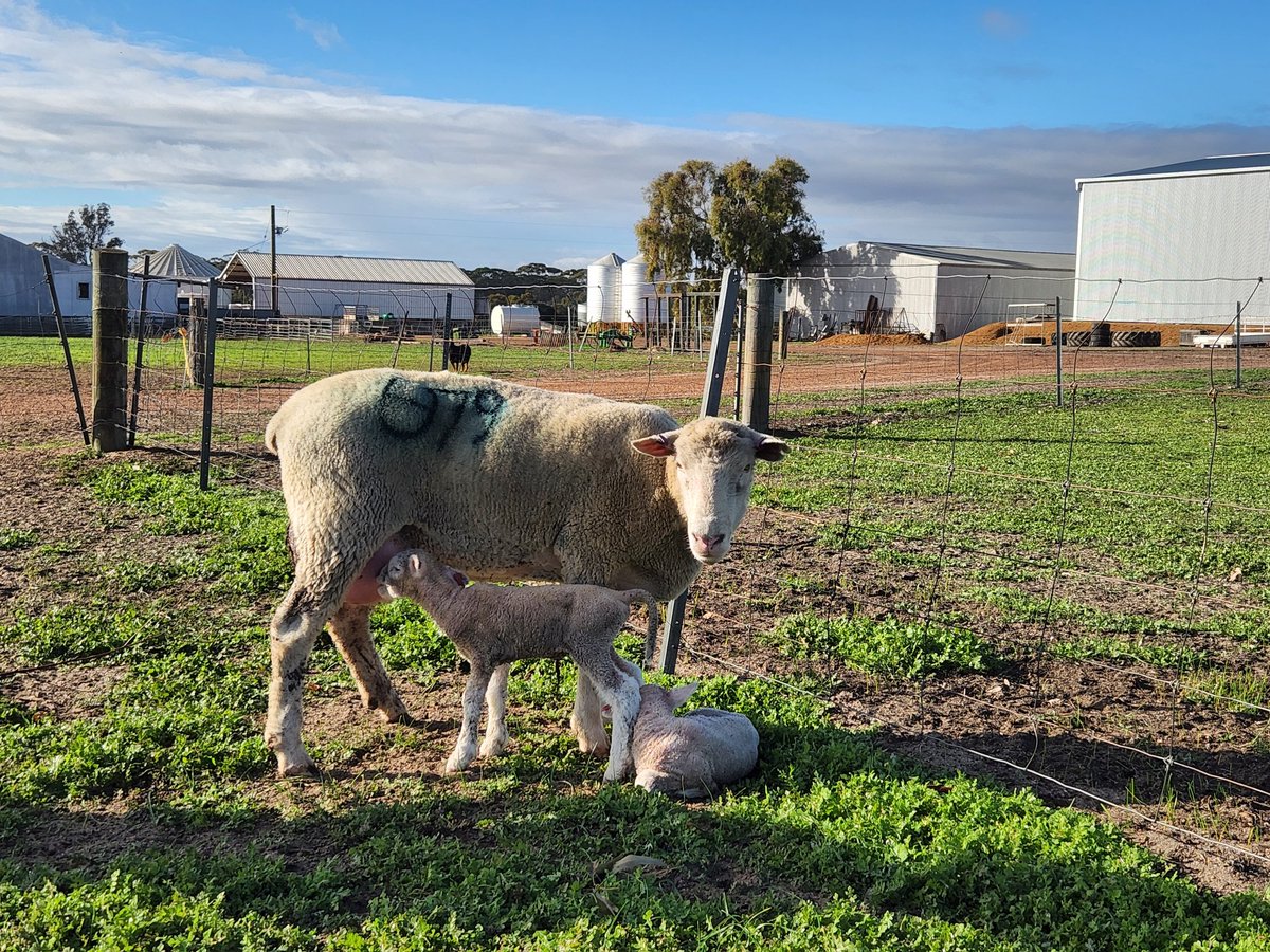 TimShep05's tweet image. Last year's Wagin Woolarama Champion breeding the next generation