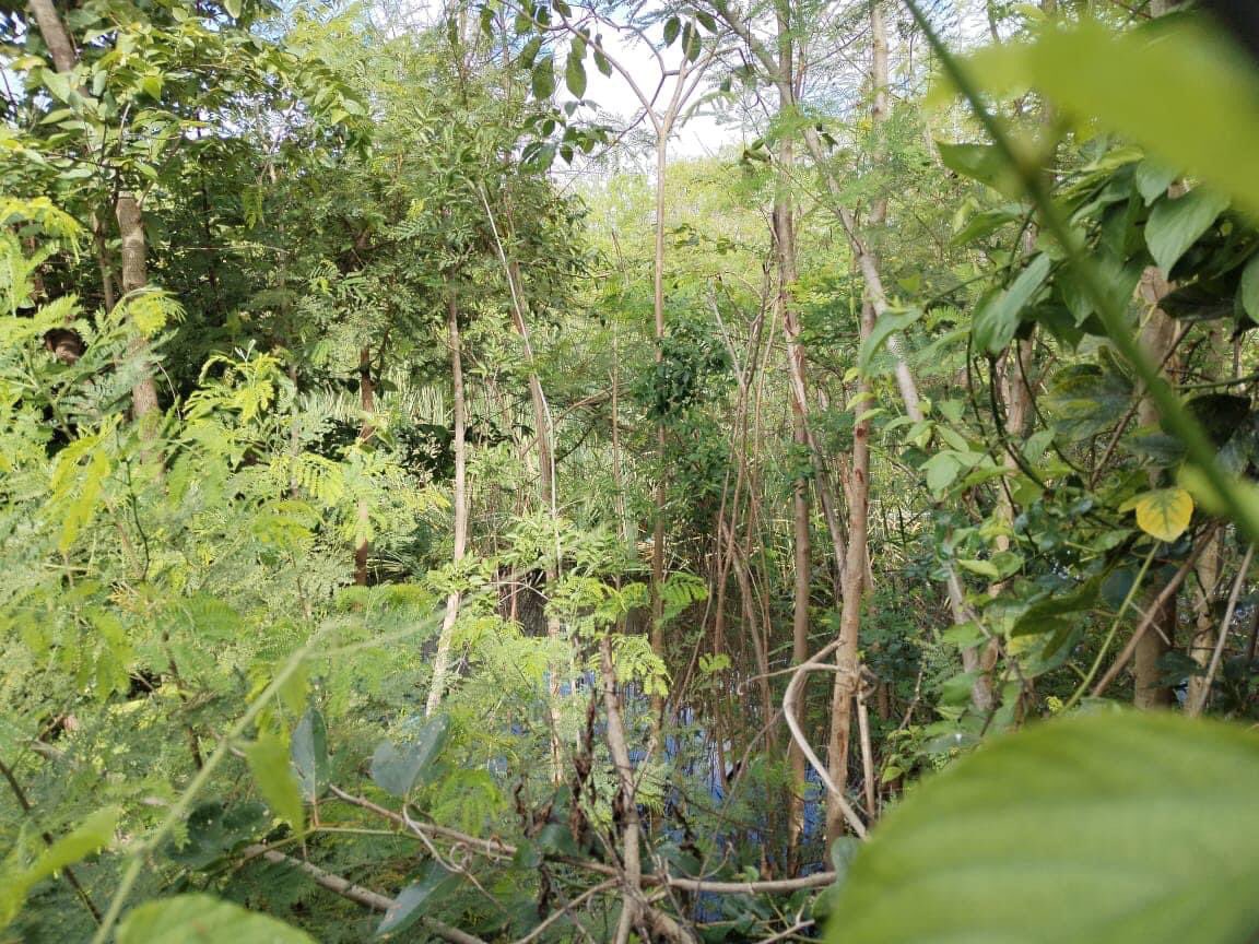 EstrellaHipsi's tweet photo. Solicitamos al administrador de @AeropuertosASA en Campeche, el apoyo para la limpieza del canal y perímetro ubicado dentro del área del Aeropuerto Ing. Alberto Acuña Ongay, esto con el fin de evitar inundaciones, son más de tres colonias afectadas. https://t.co/cfgKKojuRe