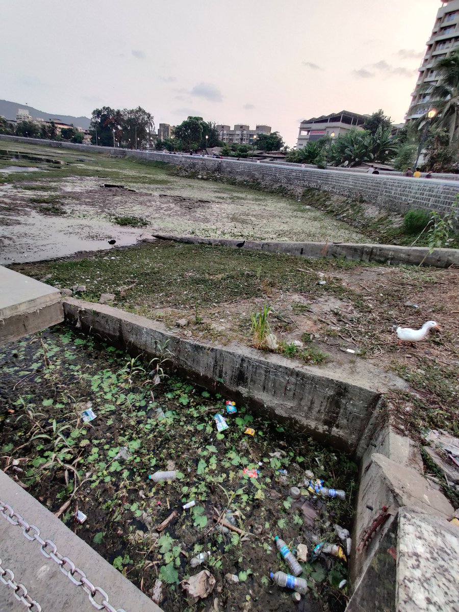 arshad_17486's tweet photo. @PanvelCorp @MunicipalPanvel @PanveYouth_IYC Request to clean this beautiful waterbody cum Public area, which is such a unique attraction for all Panvelkar... Marine Life in danger. Please do the needful https://t.co/hQjrpBPPUb
