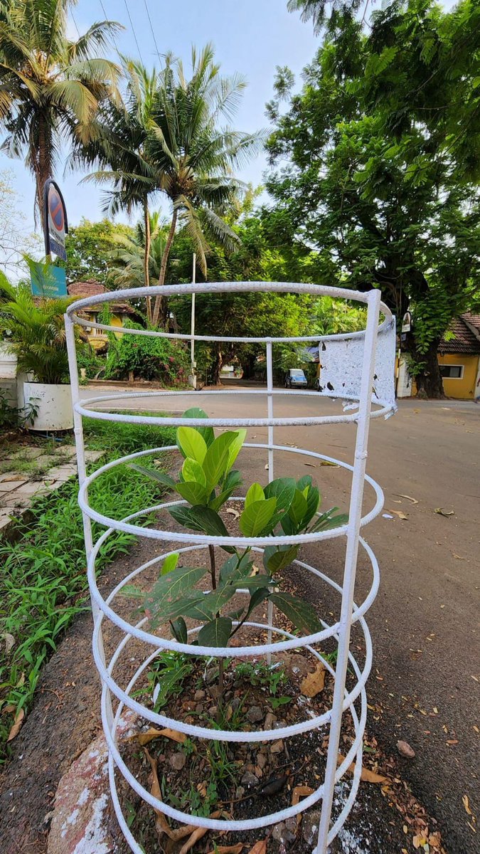 GoaForGiving's tweet photo. Our Founder Chairman @GoaArmando always encouraged his young sons, to plant trees. Today, they do that all the time. Here is a Jackfruit sapling Liam planted exactly one year ago! #EnvironmentDay #GoanEnvironment #PlantTrees #JackFruitTrees #GrowMoreTrees #SaveOurPlanet https://t.co/O9ZJrkgPK0
