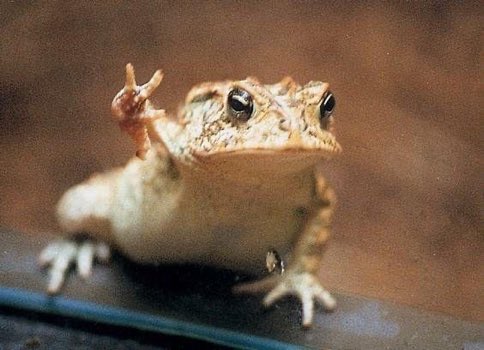 colIisionbot's tweet photo. “No, you don’t understand. I genuinely hate him. It’s a thing now. It’s a new day, the sun is shining, birds are chirping, and I hate Harry Styles. He’s a… He’s a toad.” https://t.co/2Ser2rLffd