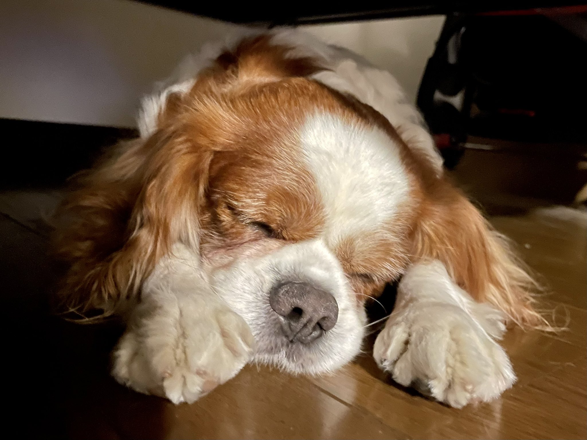ちゃいろ ベッド下に潜むブヒブヒ魔犬 T Co Jjkrzlwy6i Twitter
