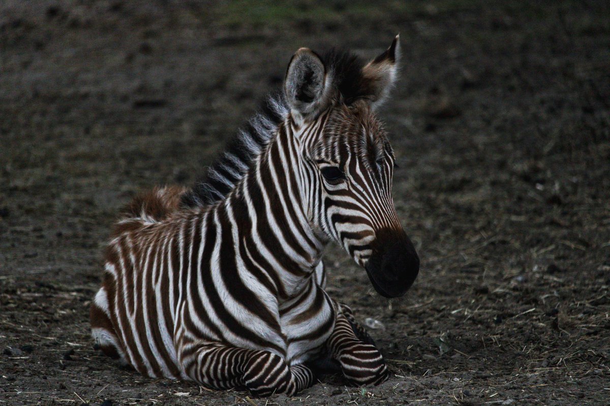 Ghislaine_013's tweet photo. Hoe schattig is deze kleine zebra bij @Beekse_Bergen 😍😍😍
#fotografie #foto #kiekje #safariparkbeeksebergen #autosafari #kleintje #jonkie https://t.co/7Myp51hlto