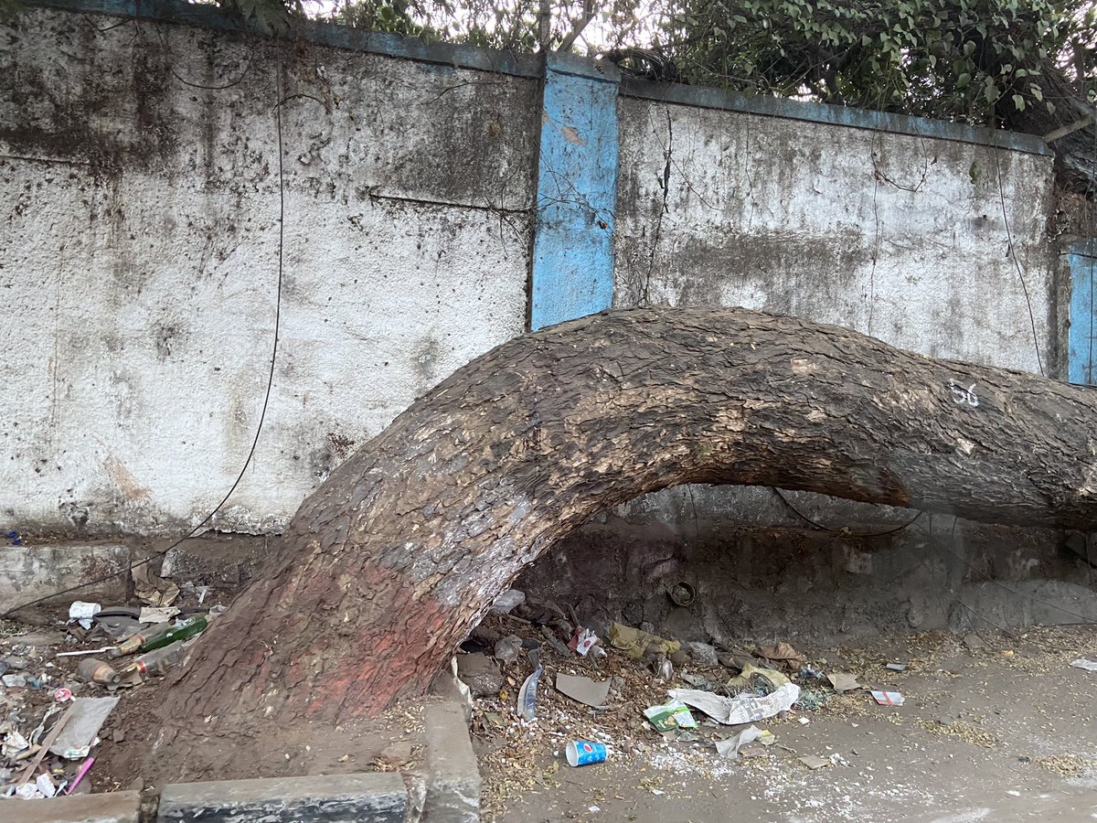 anupamapatnaik's tweet photo. How this giant bends and still stands to provide shade, despite such hostile environment conditions . With development, can we keep the city clean too ? #EnvironmentDay #CleanUpmumbai #svroad https://t.co/gTWvgslGNa