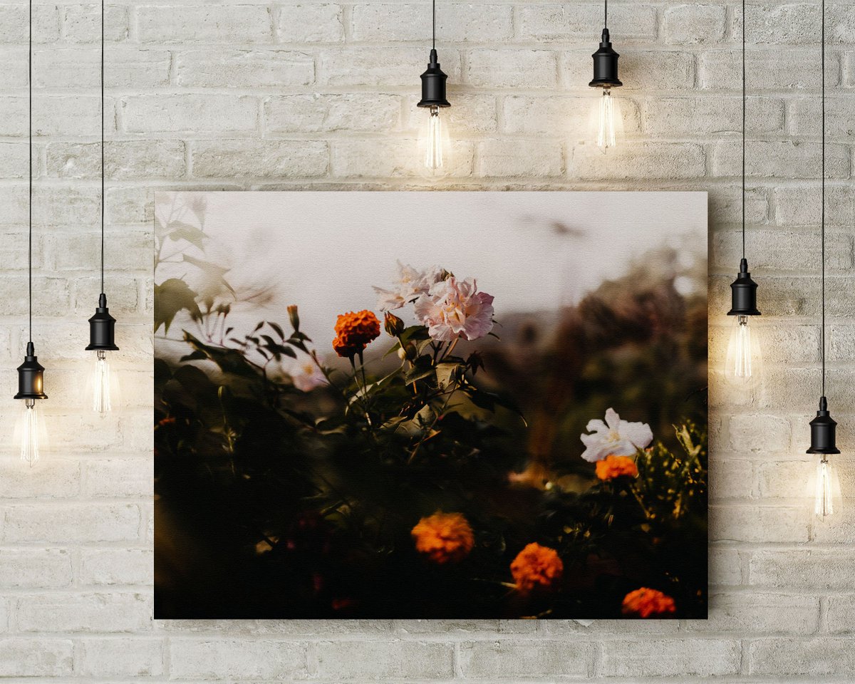 danscapephoto's tweet photo. HIMALAYAN ROSES PRINT - Original Nature Photography from Nepal Flowers on Annapurna Circuit - Home Decor Unframed, Framed of on Canvas https://t.co/ur8JShDhDb #HomeDecor #Landscapes #EtsyShop #NatureLovers #RosePicture https://t.co/HWsm8tQTsn