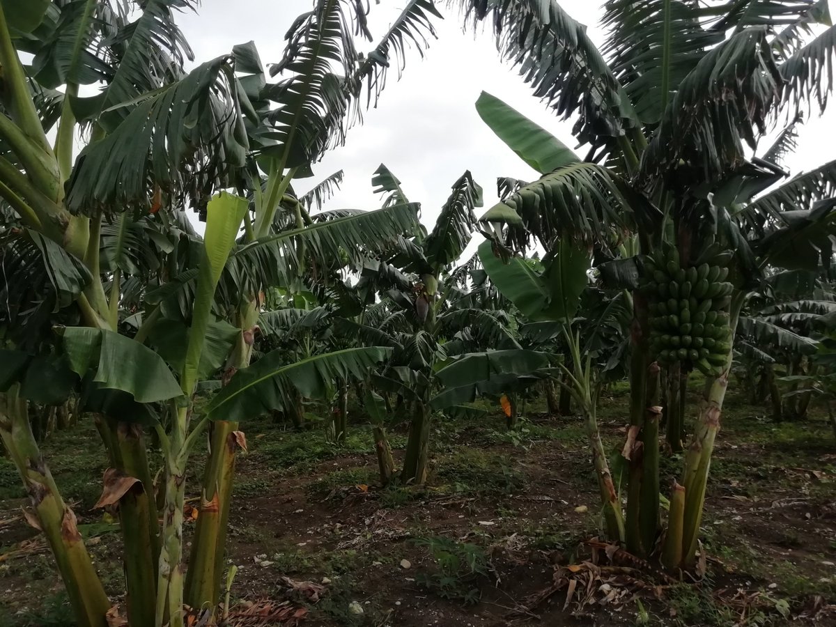 NileyanR2's tweet photo. "Una sola Tierra"

#RejiendoConcienciAmbiental
#SantaCruzDelNorte #Mayabeque https://t.co/iKXoHiAf3o