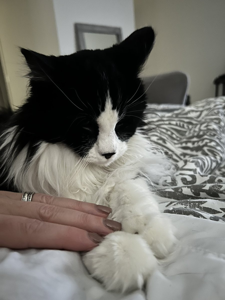 Lazy Sunday mornin. I lay wif mama. I hold her hand. Den she hold mine. I luv my mama and she luv me. #CatsOfTwitter #Cats
