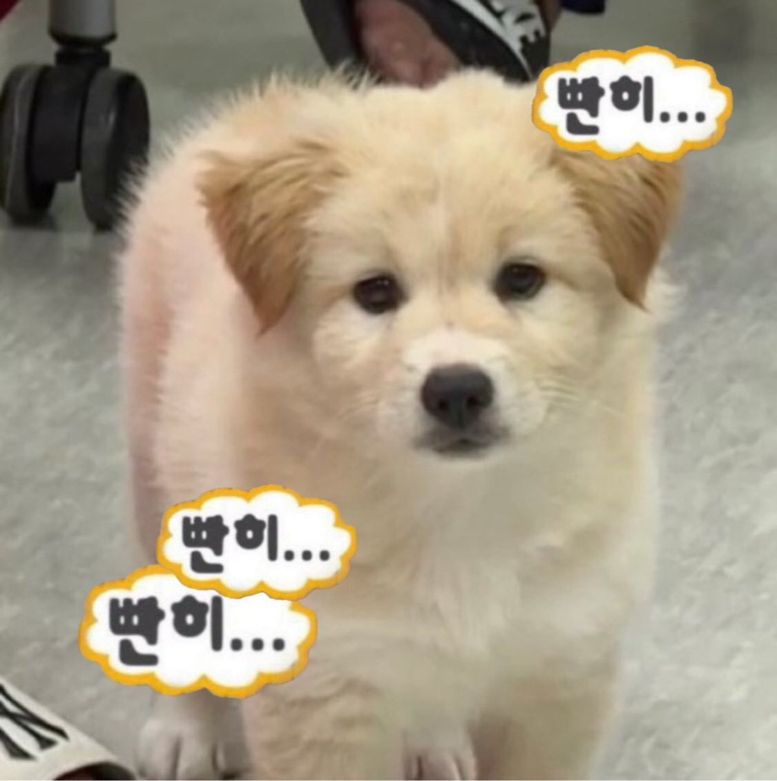 멍멍이 tweet media