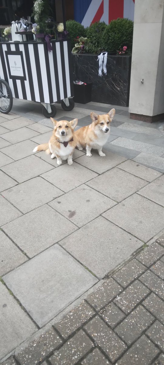CAHVilliers's tweet photo. Lily (as in Lilibet) and Prince, two Corgis owned by a film agent. They have starred in "The Crown". https://t.co/4vdOzB1bYg