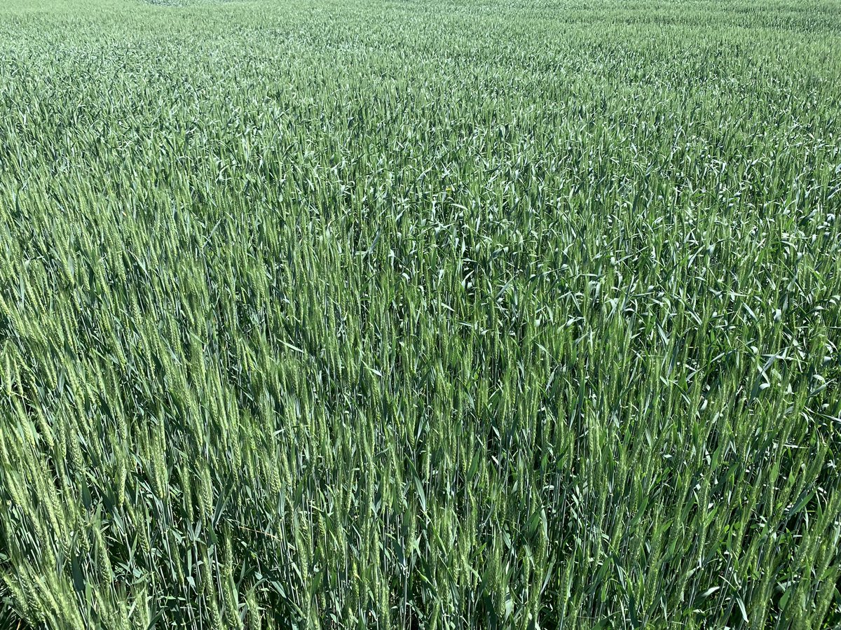 LeanneFreitag's tweet photo. Uneven wheat heading? #ProsaroPro has a wide window of application. Ideally majority of field at optimal stage (1st flowers) but if some is further ahead/behind, all good. Use #Fieldview imagery to help locate &amp; quantify diff staging in field. @Bayer4CropsCA @FieldViewCanada https://t.co/gVArQsXH6H