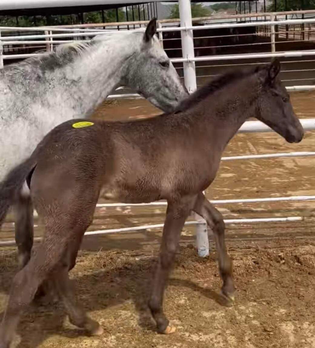 LAST mare and foal pair still unsaved at Kaufman of the original HUGE herd.... Please keep sharing in hopes that they will be safe today as well. Tags '935 and 936' Last pair to go! Bail~ $1100 Location ~ Kaufman Kill Pen Kaufman ,Texas