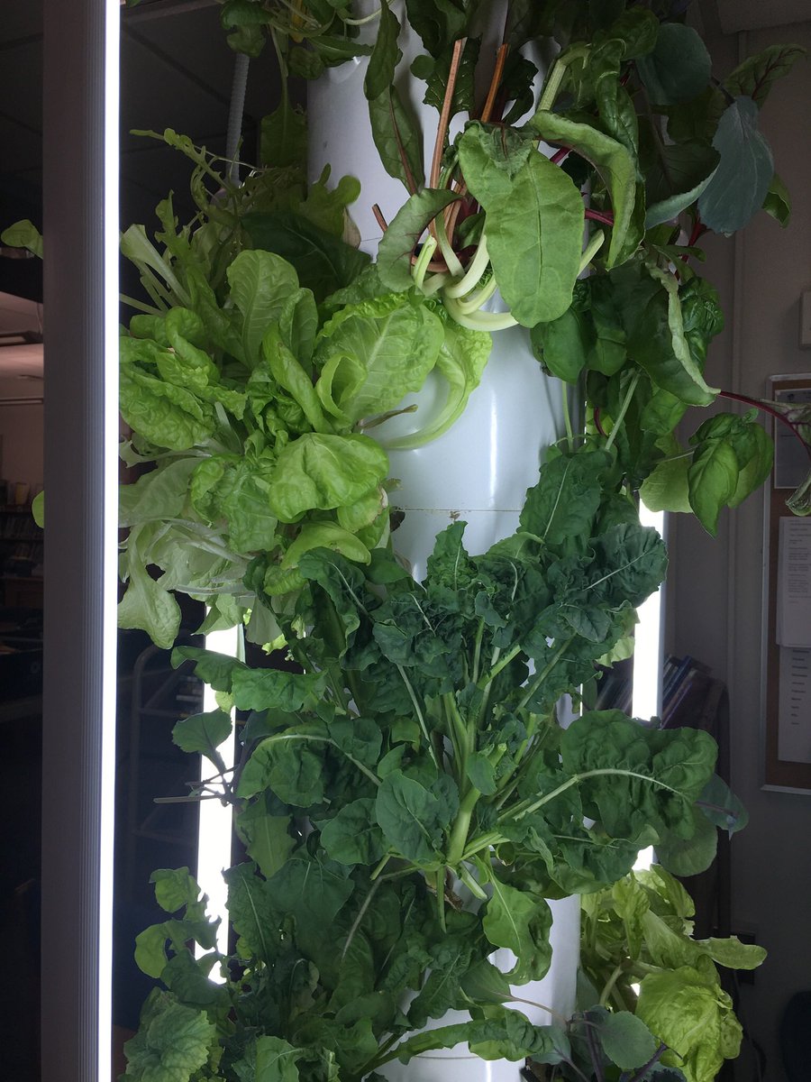 sicklesmedia's tweet photo. Lots of greens from our  @TowerGarden delivered to @lunchbreakNJ and more to come!
#fhleads https://t.co/B6t4YVmmC7