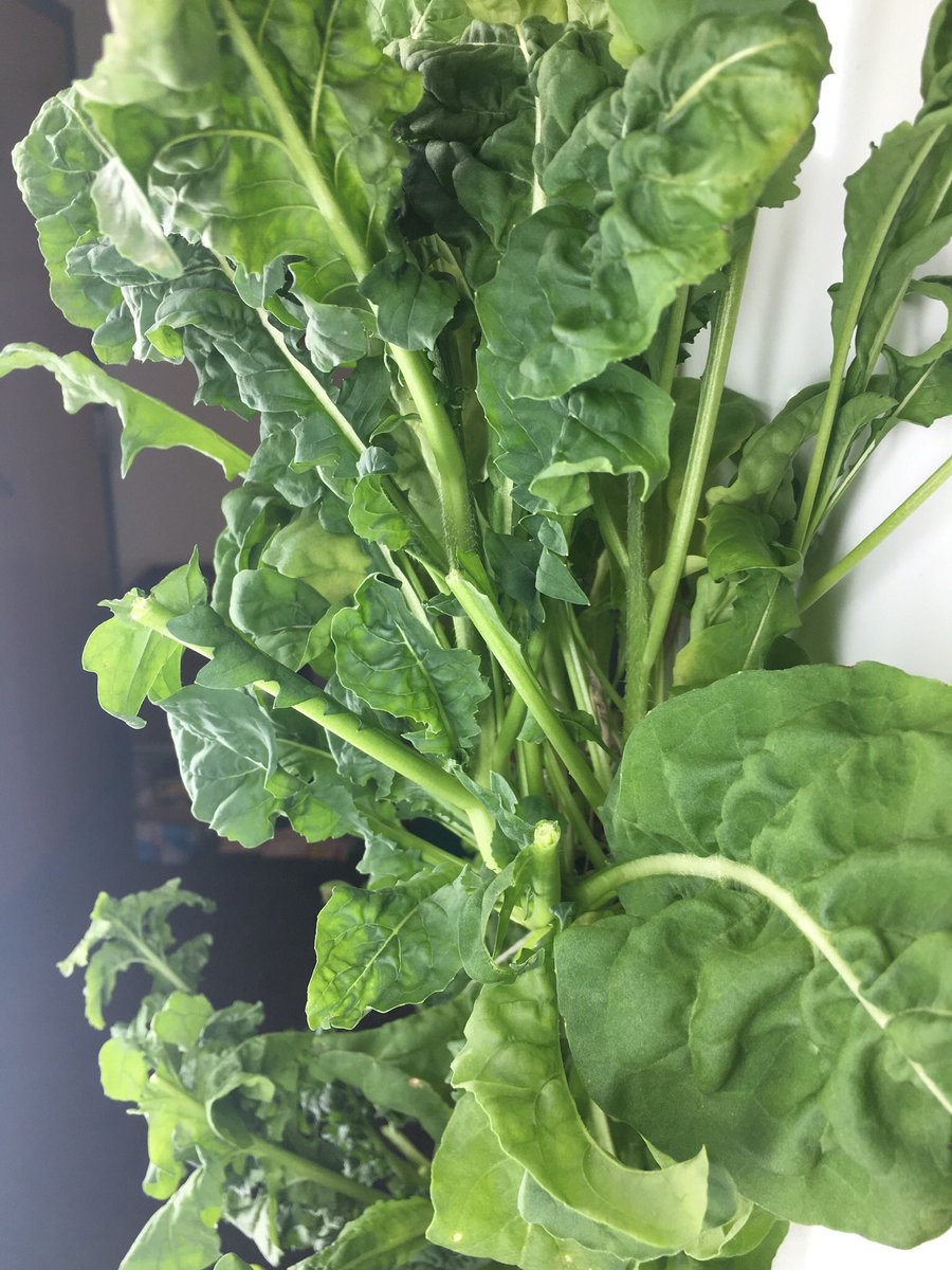 sicklesmedia's tweet photo. Lots of greens from our  @TowerGarden delivered to @lunchbreakNJ and more to come!
#fhleads https://t.co/B6t4YVmmC7