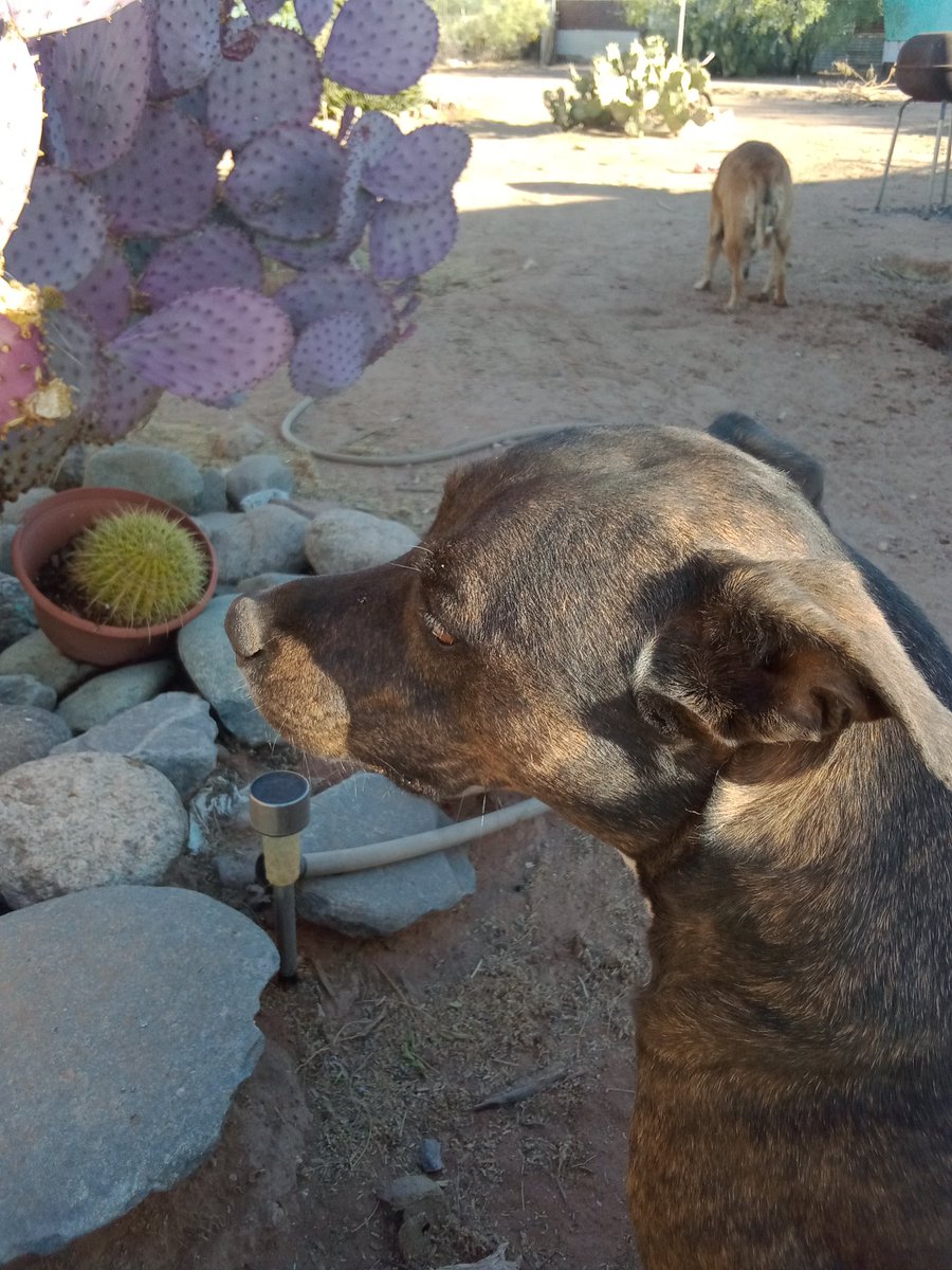 BruceTheLabpei's tweet photo. My sister Ursula was the only good puppy while we were tending to the yard. Oh well tomorrow is a new day https://t.co/BxpWhlFER6